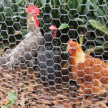 Chicken Iron Wire Mesh photo-5
