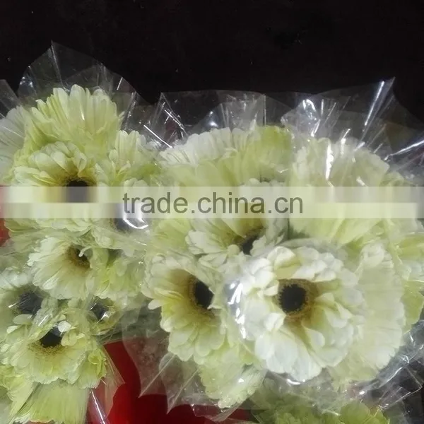 Excellent Quality Dalma Gerbera Suppliers in Yunnan Province photo-5