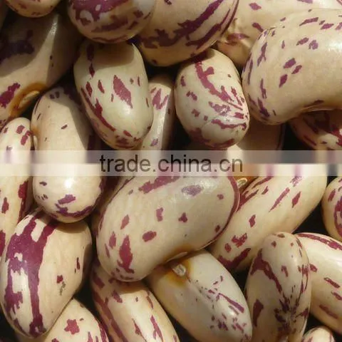Light Speckled Kidney Beans,Long Shape