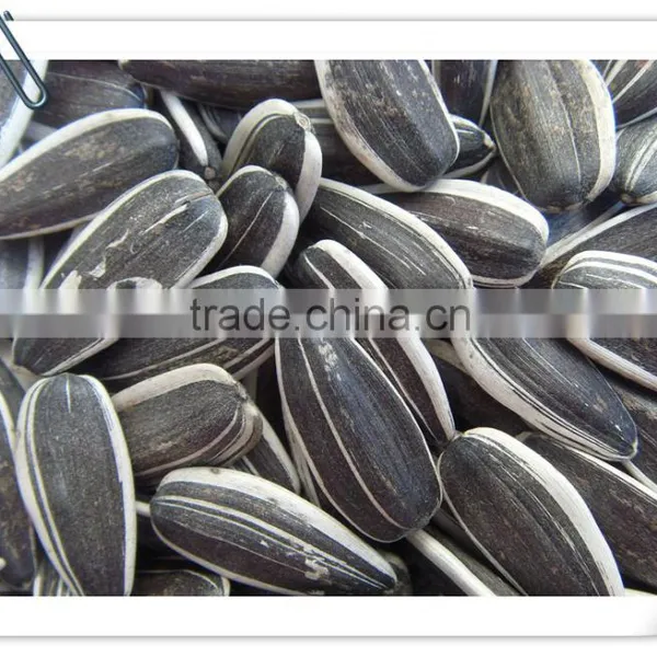 Sunflower Seeds 5009 Inner Mongolia 2015 Crop