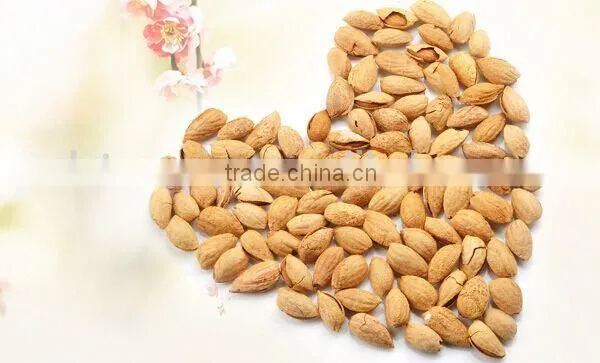 Chinese Badam Almond in Shell With QS Standard photo-4