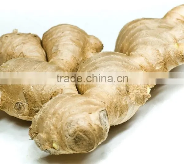 Chinese Fresh Ginger for Sale photo-2