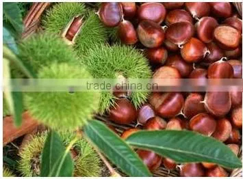Fresh Chestnut