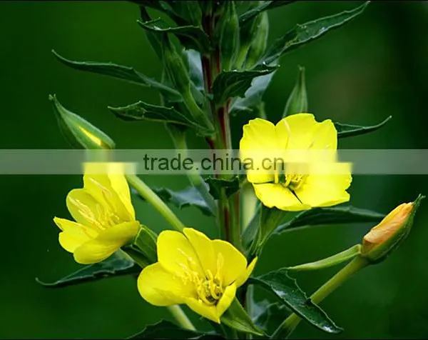 Organic Evening Primrose Oil Pure Vegetable Oil photo-5
