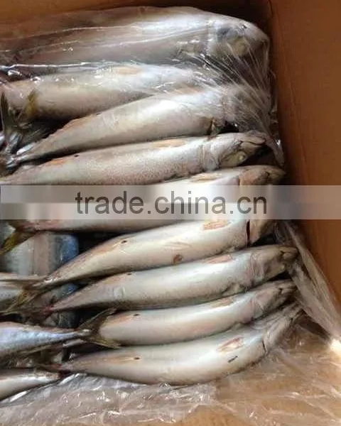Frozen FIsh Mackerel Fish photo-3