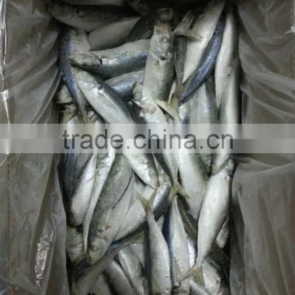 Sea Frozen Horse Mackerel photo-4