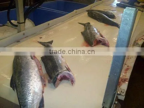 Pink Salmon