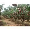 Gala Apple