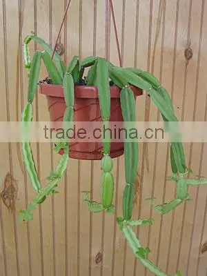 Best Quality Cissus Quadrangularis Powder Sale photo-3