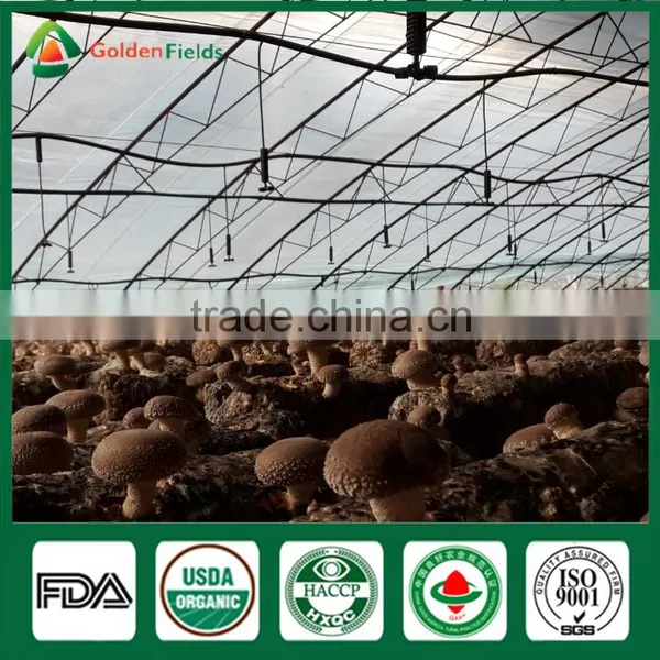 Supplier of Fresh Dried Shiitake Mushroom Growing Shiitake Mushroom Log Spawn for Mushroom Farm photo-5