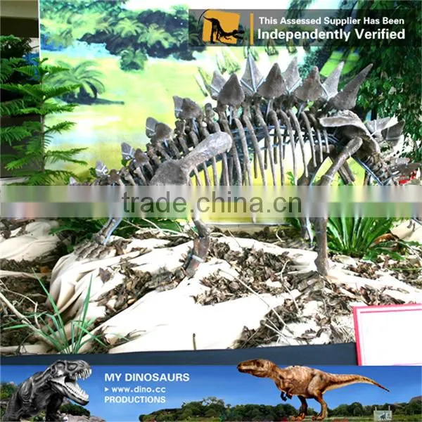 MY Dino-C098 Dinosaur Museum Model Scale Animals Skeleton photo-4