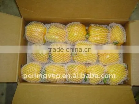 2013 NEW CROP FRESH BELL PEPPER photo-5