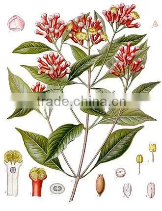 Clove