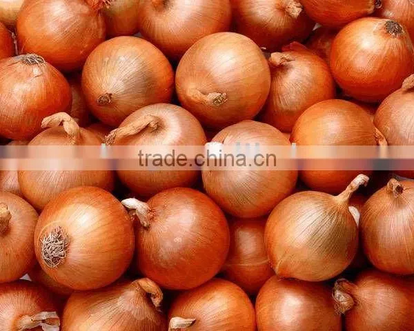 Fresh Red Onion