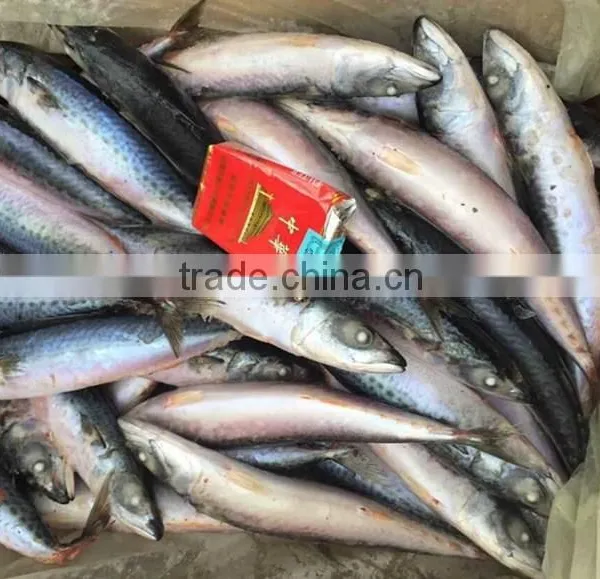 Fresh And Frozen Fish Pacific Mackerel photo-2