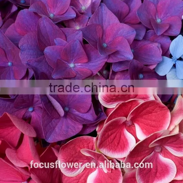 Cut Fresh Dark Purple Hydrangea Silk Flower Heads photo-4