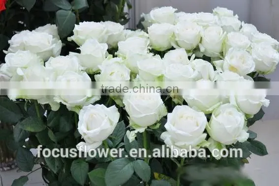 Wholesale Fresh Cut Flowers Rose Avalanche Flower From Kunming photo-5