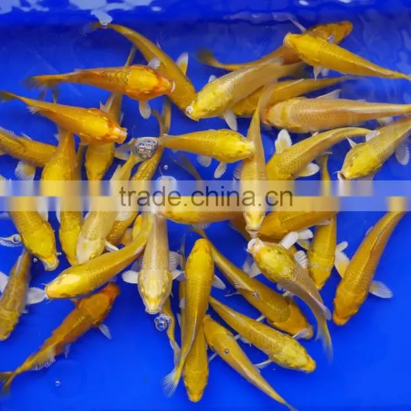 Ogon Koi Carp Fish Wholesale in Thailand