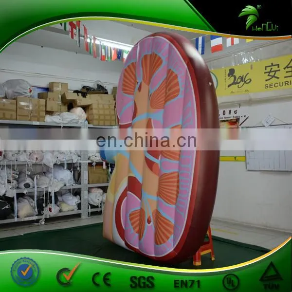 Factory New Design Inflatable Human Ear Model photo-3