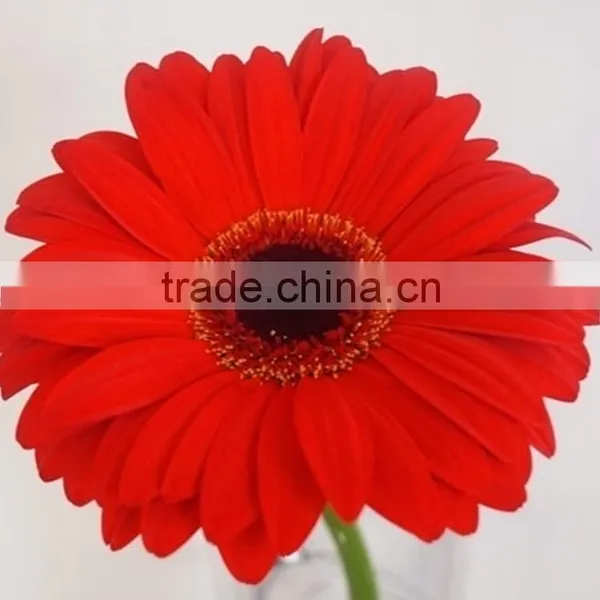 Durable Savanna Red Gerbera Flower photo-3