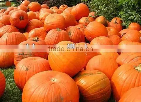 Kinds of Dried Vegetableand Spices Powder Onion Powder
