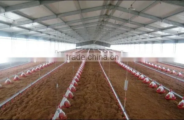 Day Old Broiler Chicks Poultry House Equipment photo-6