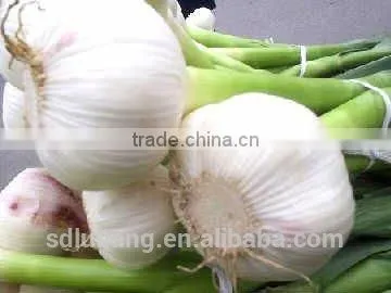 2014 Chinese White Garlic