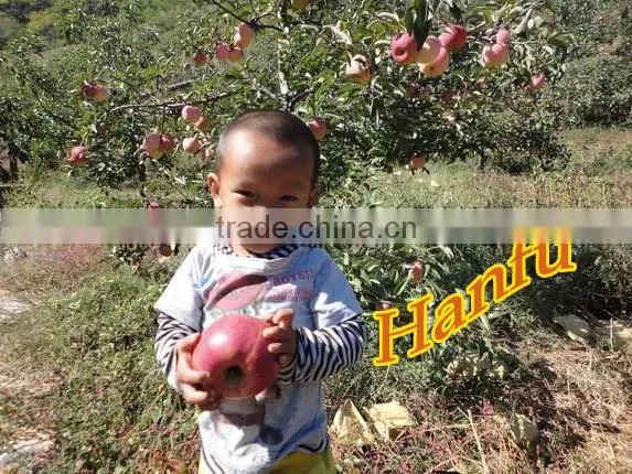 China Supplier of Fresh Red Delicious Bulk Fresh Apples Hanfu Apple Products photo-5