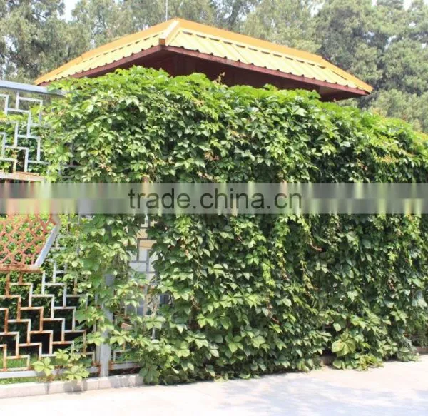Assorted Tree Plant Seedlings for Vertical Planting Walls and Gardens photo-3
