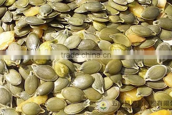 China Organic Pumpkin Kernels Grow Without Shell for Oil Use photo-3