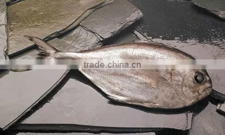Pacific Pomfret