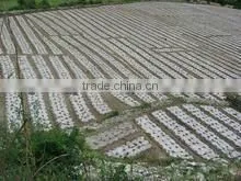 Agricultural Greenhouse Plastic Film photo-2