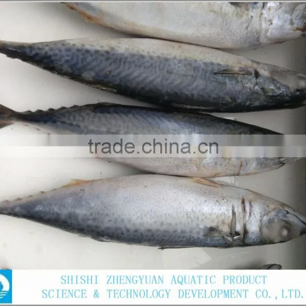 Best Price Frozen Fish Frozen Mackerel 400-600g photo-2