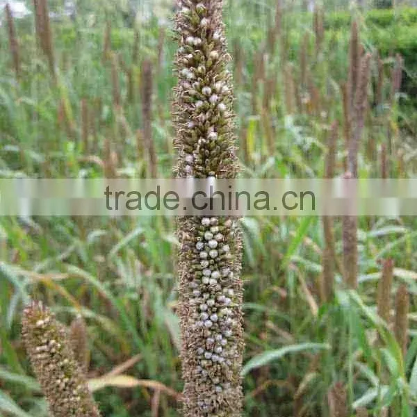 Horse Loved High Yield Hybrid Pennisetum Grass Seed