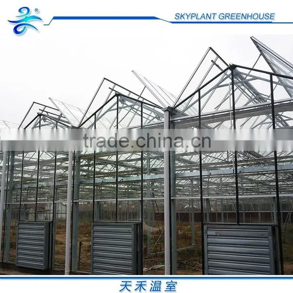Horticultural Glass Greenhouse Multi-span Glass Greenhouse photo-4