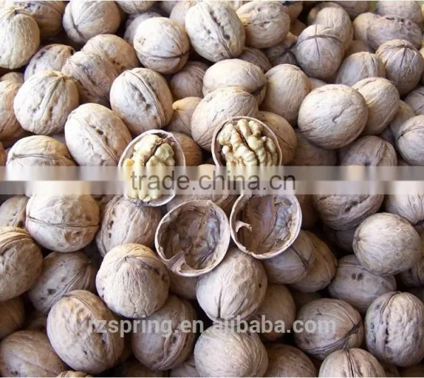 Thin Shell Walnut photo-3