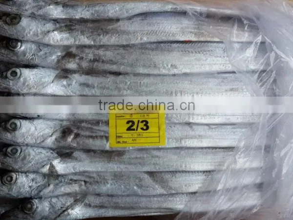 Largehead Hairtail