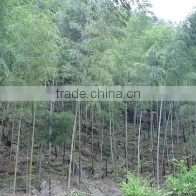 Moso Bamboo Seeds for Sales photo-5