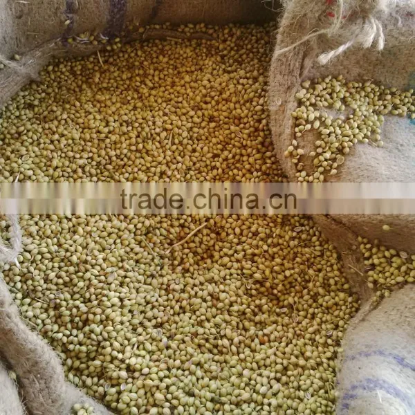 Eagle Coriander Seeds photo-4