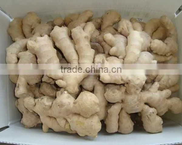 New Crop Ginger Root Ginger for Sale With Good Quality photo-6