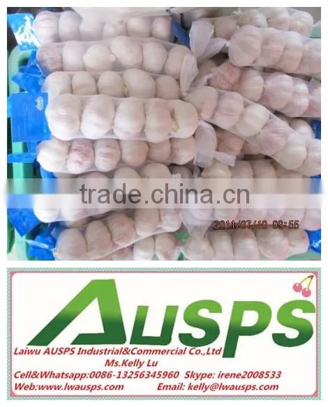 Wholesale Natural Fresh White Garlic With Nice Service photo-4