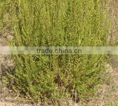 Buchu (Agathosma Betulina)