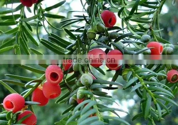 Taxus Bacatta Tree Seedling photo-4