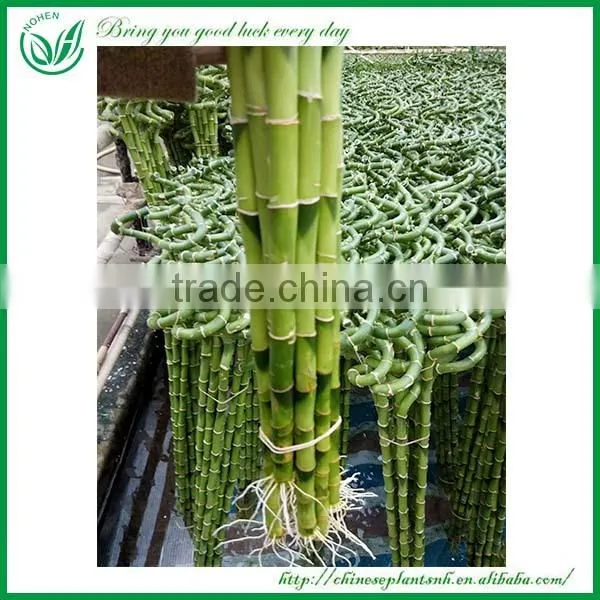 Indoor Decoration Sanderiana Dracaena Spiral Lucky Bamboo Wholesale photo-3