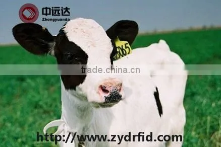 Small LF/UHF Rfid Cattle/ Goat /rabbit Animal Ear Tag photo-4