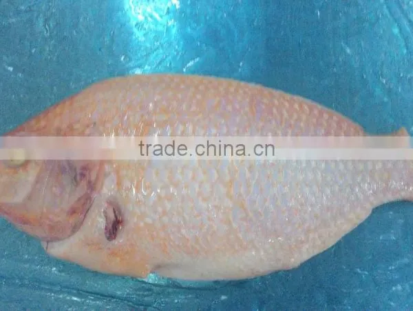 BLACK TILAPIA/ RED TILAPIA/ OREOCHROMIS/ PERCH photo-5