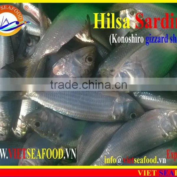 FROZEN DOTTED GIZZARD SHAD FISH photo-4