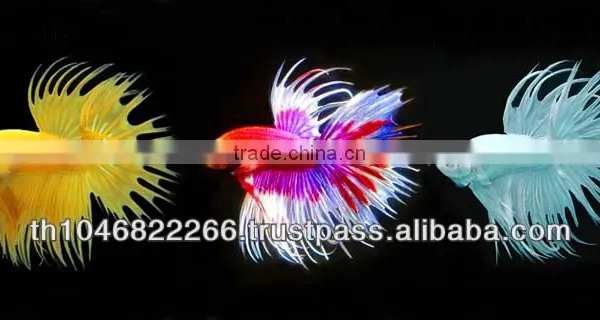 Wholesale Betta Fish / Ornamental Fish photo-3