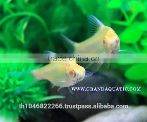 Albino Tinfoil Barb Fish For Sale / Aquarium Fish Farm photo-6