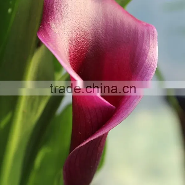 High Grade New Coming Decoration Calla Lily Flower photo-3